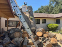 After Tree Leaning on Driveway Cover.jpg