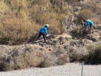 workers clearing weeds.jpg