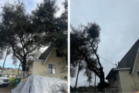 Building Tree Clearing.jpg