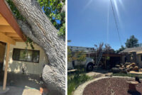 Tree Hanging Over Driveway.jpg
